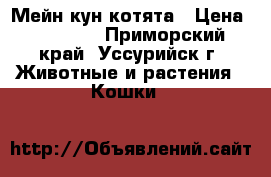 Мейн кун котята › Цена ­ 25 000 - Приморский край, Уссурийск г. Животные и растения » Кошки   